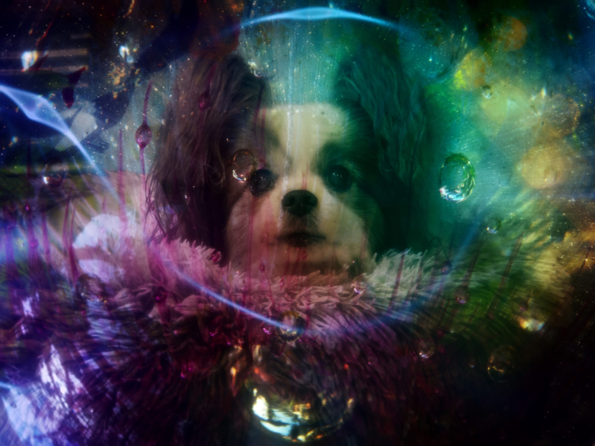 A cute papillon dog under water in stars artwork