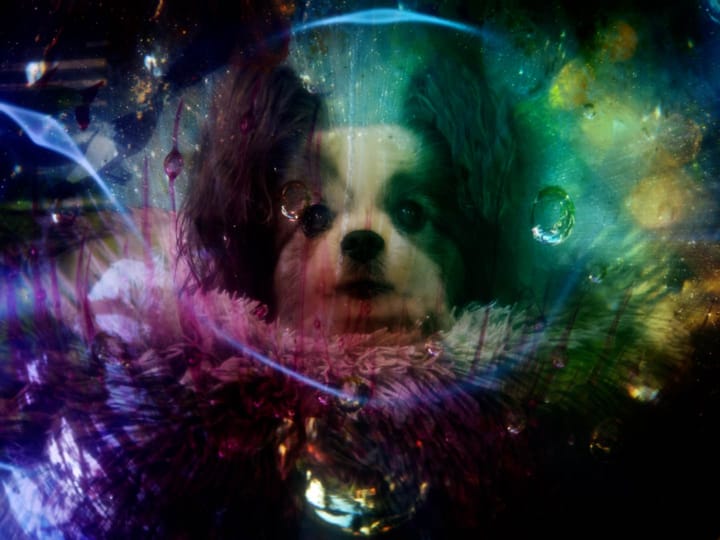 A cute papillon dog under water in stars artwork